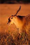 Éland Masai Mara, Afrique