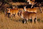 Eland Walking Through Grass