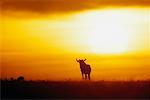 Wildebeest at Sunrise