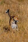 Leopard Walking Through Grass