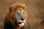 Portrait de lion