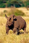 Schwarzer Rhinoceros Masai Mara, Kenia, Afrika