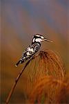 Pied Kingfisher Xigera, Botswana, Afrique