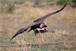 White-Backed Vulture Savuti, Botswana, Africa