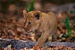 Portrait de Lion Cub