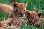 Lion Cubs spielen