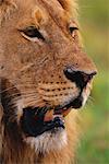 Male Lion Duba Plains, Botswana, Afrique