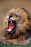 Lion Yawning