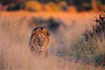 Lion in Grass