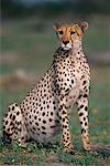 Cheetah