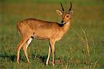 Reedbuck