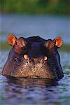 Hippopotamus in Water