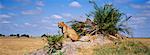 Lion on Mound