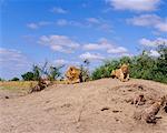 Lions sur le monticule