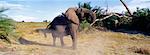 Elephant Charging