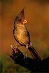 Cardinal pyrrhuloxia Rio Grande Valley, Texas, USA