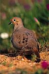 Mourning Dove