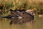 Mourning Dove in Water