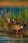 Blue-winged Teal