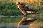 Red Tailed Hawk at Watering Hole