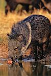 Collared Peccary