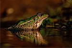 Rio Grande Leopard Frog Rio Grande Valley, Texas, USA