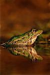 Rio Grande Leopard Frog Rio Grande Valley, Texas, USA