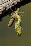 Green Darner Emerging From Larval Case