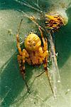 Sechs Gefleckte Orb Spider