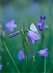 Papillon bleu commun