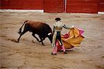 Bullfight