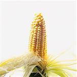 Close-Up of Corn on the Cob