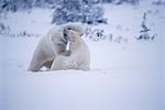 Two Polar Bears Playing