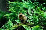 Columbian Ground Squirrel