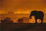 Silhouette of Elephants