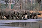 Éléphants au trou d'eau