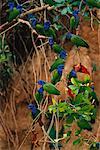 Blue-Headed Parrots on Branch