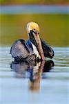 Brown Pelican