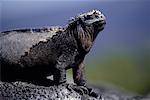 Marine Iguana