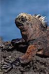 Marine Iguana