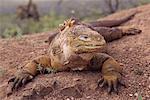 Iguane terrestre