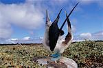 Blue-Footed Boobie