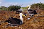 Albatrosses