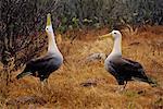 Albatrosses Displaying