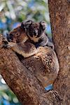 Koala and Young