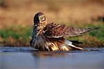 Northern Harrier in Water Rio Grande Valley, Texas