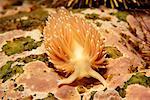 Salmon-Gilled Nudibranch