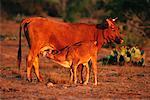 Calf Suckling Cow Rio Grande Valley, Texas