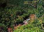 Redbud Trees in Forest Manu, Peru