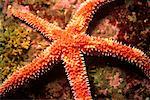 Starfish